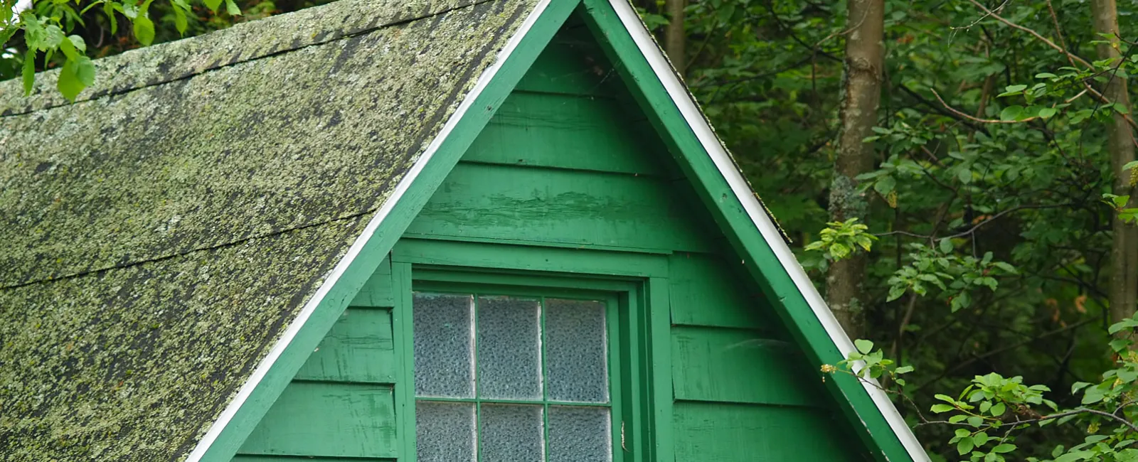 Moss on Your Roof